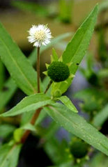 200+ Eclipta Prostrata Seeds, Organic Yerba de Tago Herb, Bhringaraj, Non-GMO, USA, Exp. 05/2025