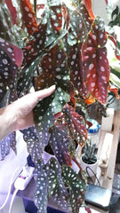 Polka Dot Begonia Live Rooted Cuttings - 2 Large Cuttings of Begonia Maculata - Rare Indoor Plant