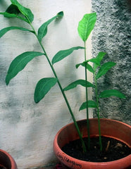 Alpinia Galanga Live Plant - Fresh Rooted Rhizome Herb - Greater Galangal - Culinary Ginger Alternative