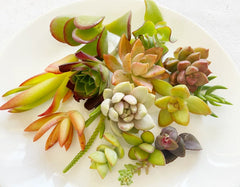 Succulent Cuttings - 15 Colorful Varieties - Healthy Mix of Succulents - Ideal for Planting or Arrangements
