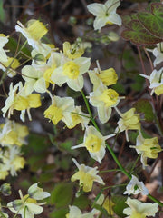 Epimedium Versicolor 'Sulphureum' Fairy Wings Plant - Shade Perennial with Yellow Flowers - Ground Cover for Gardens
