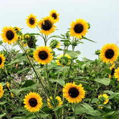 Sunflower Seeds - Henry Wilde Yellow - Multiple Blooms - Attracts Birds, Bees & Butterflies - 100 Seeds