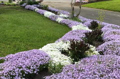Creeping Phlox Bundle of 6 Bare Root Plants, Lavender & White Ground Cover, Deer-Proof, Phlox subulata