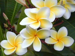 Rooted Plumeria Plant - Celadine Variety - Tropical Flowering Plant - Frangipani