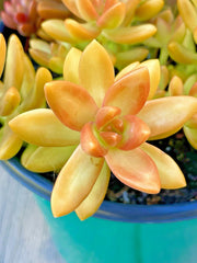 Rare Succulent Sedum Adolphi 'Orange Delight' Live Plant Cutting 2-Inch Unrooted