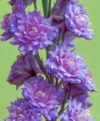 Highlander Blueberry Pie Delphinium Seeds 200+ Pack - Garden Flower Seeds for USA - Delphinium elatum