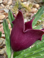 Black Bell Stapelia LIVE Plant - Rare Huernia Orbea Succulent - Easy Care Rooted Starter Plant