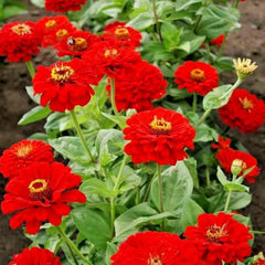 Red Zinnia Flower Seeds - 301+ Premium Cherry Cut Flowers - Easy Fast Growing Annuals - Zinnia elegans