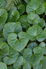 Wild Ginger Bare-root Plant | Asarum canadense | Heart-shaped Leaves | Deer Resistant Ground Cover | Shade Tolerant