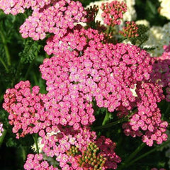 Yarrow Seeds 500 Count Cerise Queen Perennial Non-GMO Cut Flowers for Pollinators (Achillea millefolium)