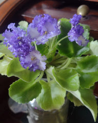 African Violet Cuttings - 2 Unrooted LE Zoryane Syajvo Leaves - Indoor Plant Propagation, Gesneriaceae