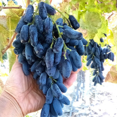 Lady Finger Vine Cuttings - Black Seedless Moon Drop Table Grape (T115U)