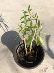 Goji Berry Plant Cuttings in Pot - Live Goji Berry Plants for Easy Planting - Lycium barbarum