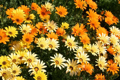 African Daisy Seeds, 100 Pack, Glandular Cape Marigold, Attracts Bees & Butterflies, Dimorphotheca ecklonis