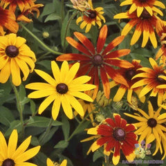 Gloriosa Mix Rudbeckia Seeds - 200+ Pack for Garden Planting - USA Grown - Easy to Grow Wildflowers