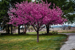 Redbud Tree 6-12 Inches Live Bare Root Cercis canadensis Fresh Dormant Plant Missouri Grown