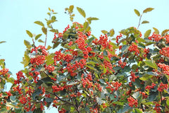 American Mountain Ash Seedling Plant - Sorbus Americana - Hardy Tree for Landscaping and Wildlife Gardens