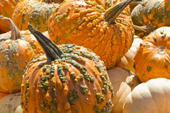 Knucklhead Pumpkin Seeds - Organic 10 Pack - USA Grown - Cucurbita pepo