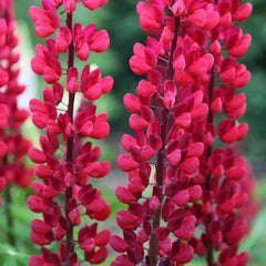 25 Lupine Seeds - Perennial Flower Seeds - Hardy Blue Flower - Lupinus perennis - US Seller