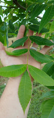 Pecan Seedling Cuttings 5 Live Green Non-Rooted Propagation Carya illinoinensis