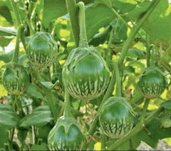 Thai Green Eggplant Seeds - 50+ Round Seeds - Solanum melongena - Heirloom Vegetable Seeds for Home Garden