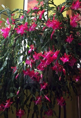 Christmas Cactus Starter Plant (1) - Old Fashioned Pink - Schlumbergera spp.