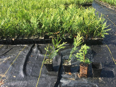 Green Giant Thuja Trees 10"-14" Box of 50 in Pots - Thuja standishii x plicata