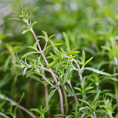Summer Savory Herb Seeds - 200 Heirloom Seeds - Healthy Green Annual Perennial (Satureja hortensis)