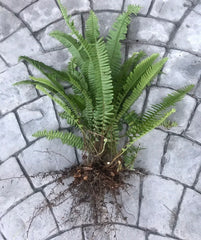 Boston Sword Fern Live Plants Bundle - 12 Bare Root Air Purifying Ferns, Nephrolepis exaltata