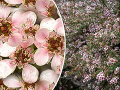 Manuka Tea Tree Seeds - 100+ Medicinal Honey & Tea Shrub with Pink Flowers - Leptospermum scoparium - Free Shipping