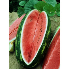 Watermelon Seeds - 30 Seeds - Allsweet Variety - Citrullus lanatus - GroCo USA