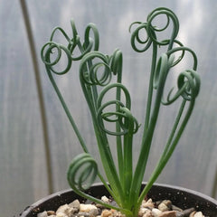 Frizzle Sizzle Plant - Albuca spiralis - Live Cacti Succulent - Unique Spiral Leaves - Indoor Garden Decor