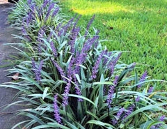 Monkey Grass 100 Bare Root Plants Big Blue Clumping Liriope Spicata Ground Cover