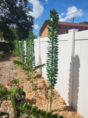Giant Pereskiopsis Cuttings 5" - Thick Stem Succulent - Ideal for Cactus Propagation - Pereskia aculeata