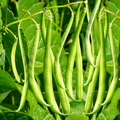 Masai French Filet Bean Seeds - Haricot Vert Variety for 2025 Planting, High-Yielding, Organic Gardening Seeds