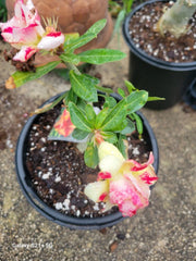 Triple Flowered Desert Rose Adenium obesum 3-5" Branching Plant in 1 Gallon Pot - Rare Variety