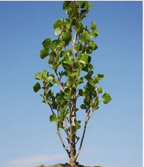 Love Bonsai Tree Cutting - Small Indoor Plant - Ficus Microcarpa - Perfect for Home Decor and Gifts