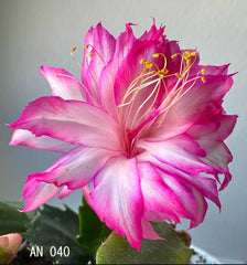 Schlumbergera Rooted Segments - Christmas Cactus Plant Cuttings - AN 040 - Indoor Houseplant