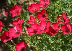 Scarlet Flax Seeds - Heat Tolerant - Beautiful Red Flowers - Linum perenne - Free Shipping