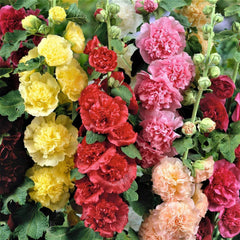 Hollyhock Seeds - Summer Carnival Mix - Heirloom Non-GMO - Free Shipping - Alcea rosea