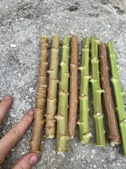 Yuca Cassava Live Cuttings 8-12” Organic Manihot Esculenta Stem - 8 Pack, Florida Grown