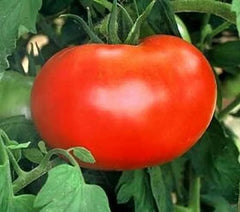 Burpee's Big Boy Tomato Seeds - 30+ Organic Hybrid Seeds - Non-GMO - Fresh