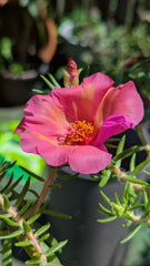 Jumbo Portulaca Cuttings - 5 Unrooted 'Samba' Magenta Orange Splash - Portulaca grandiflora