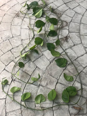 Pothos Cutting 12" Long with Roots & Leaves, Tropical Climbing Plant, Epipremnum Aureum