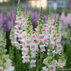 Potomac Appleblossom Snapdragon Seeds - 1000+ Seeds for Garden - Antirrhinum majus - USA