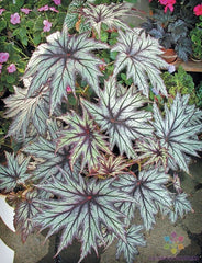 Connie Boswell Begonia - 25+ Seeds for Garden Planting - Begonia x tuberhybrida - USA, Free Shipping