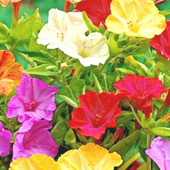 40+ Four O'Clock Mix Seeds - Wildflower Pollinators, Fragrant Night Blooms, Perennial Plants for Gardens (Mirabilis jalapa)