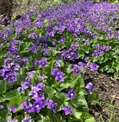 Purple Wild Violet Rhizomes, 100+ Bareroot, Organic Viola, Edible Perennial, Hardy Zones 6-10, Butterfly Attractant