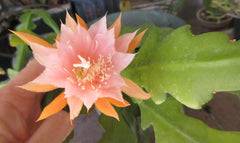 Epiphyllum ''Kaguyahame" Small Flower - 2 Rooted Stems - Rare Orchid Cactus Plant - Unique Houseplant