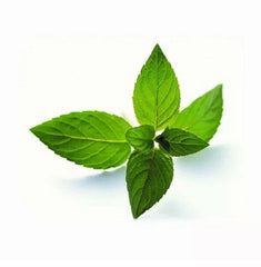 Peppermint Seeds 50 Count Mentha Piperita Hybrid Aromatic Herb for Gardening